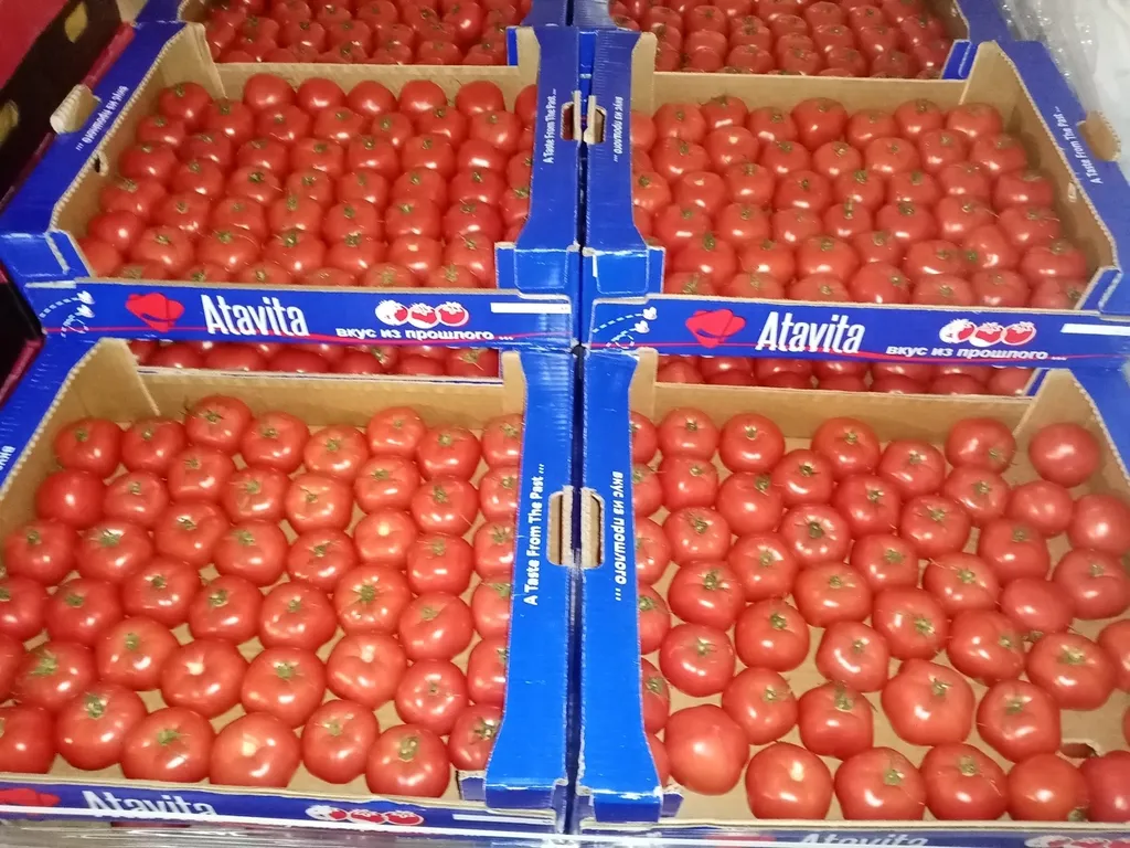 томаты в Йошкаре-Оле