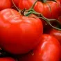 помидоры свежие тепличные, избыток  в Йошкар-Оле и Республике Марий Эл 2